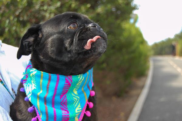 /images/uploads/pug nation rescue of los angeles/pugnation2024/entries/30968thumb.jpg